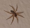 Oecobius_annulipes_D3216_Z_86_Valle Gran Rey_Spanje